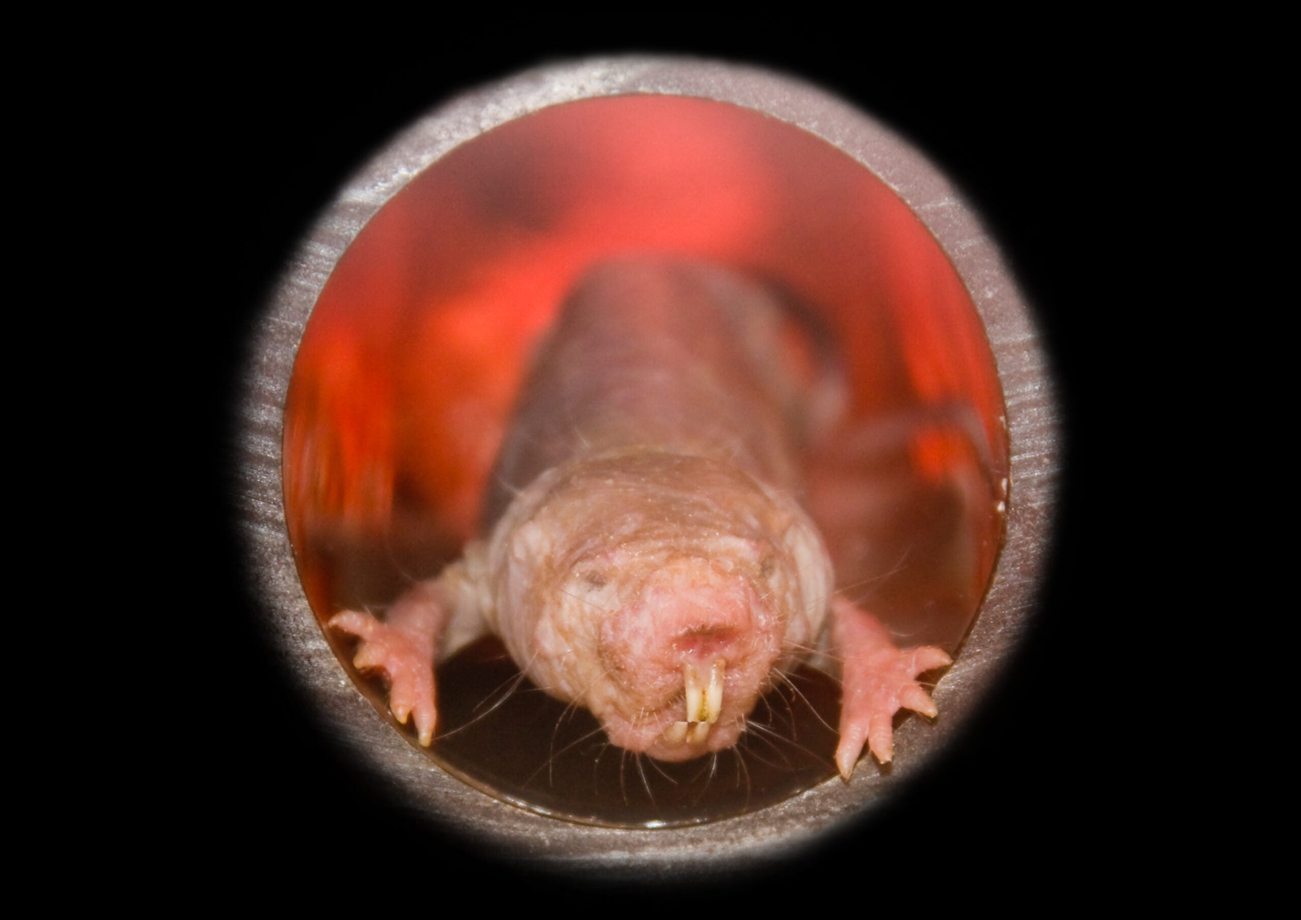 9 jaw-dropping facts about naked mole rats to celebrate the bloody ascent  of their new queen
