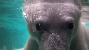Close-up image of a polar bear underwater. 