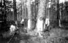 Workers collect sap from boxed pines, c. 1900. Turpentine used to be made from pine resin. More recently, turpentine has been made from fossil fuels.