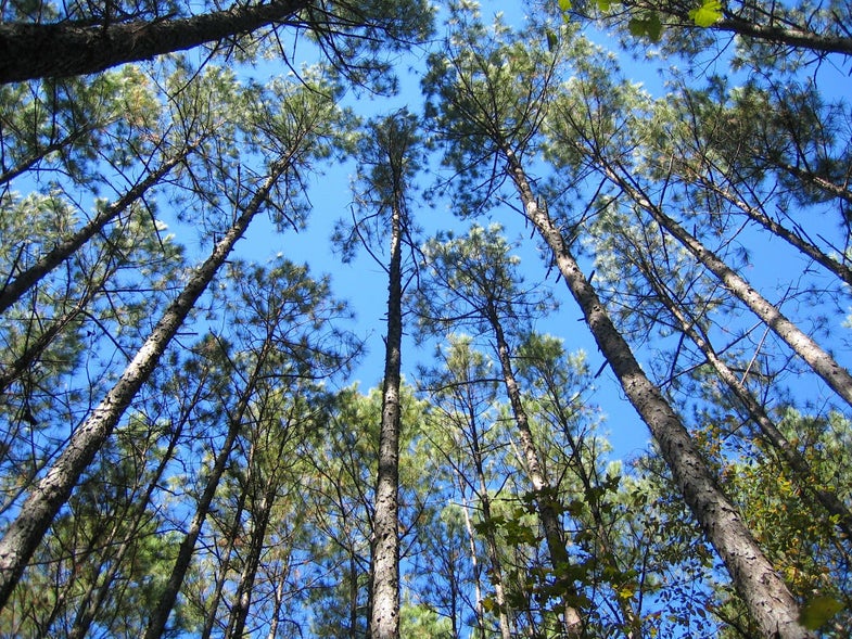 Loblolly pine trees in North Carolina