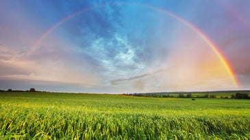 Rainbow over a grassy meadow