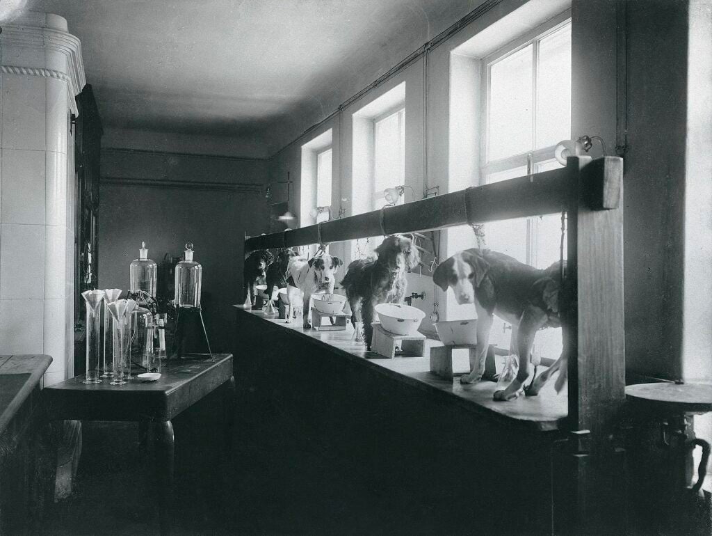 Dogs lab testing