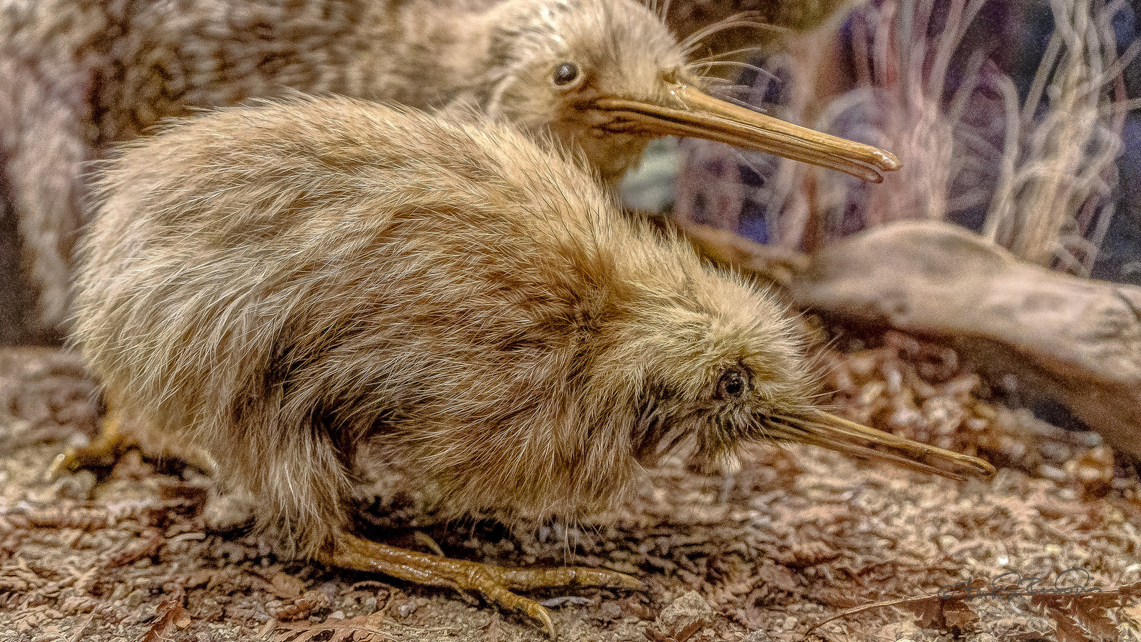 You’d have to give birth to a 30-pound baby to truly know how a kiwi bird feels