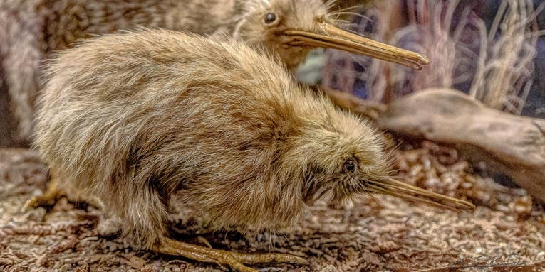 You’d have to give birth to a 30-pound baby to truly know how a kiwi bird feels
