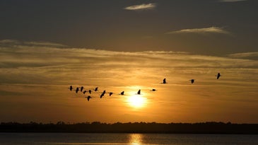 sunset birds migrating