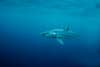 shortfin mako shark swimming