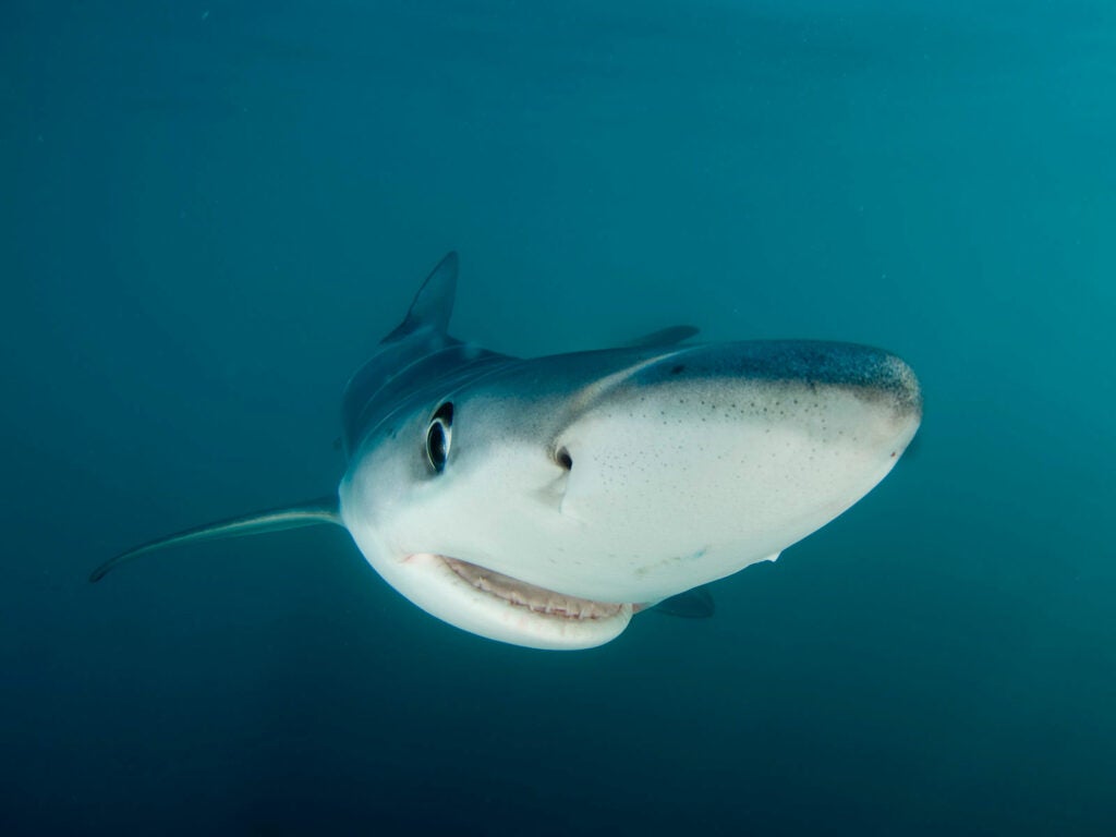 close up of a shark