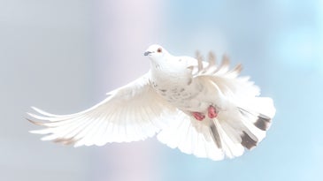 a white pigeon