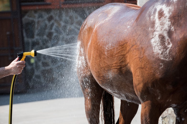 someone washing a horse
