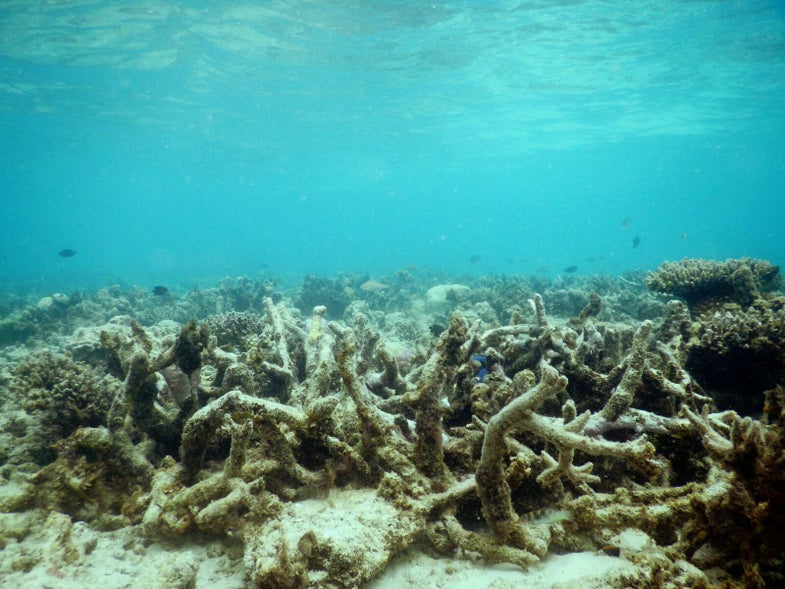 a degraded coral reef
