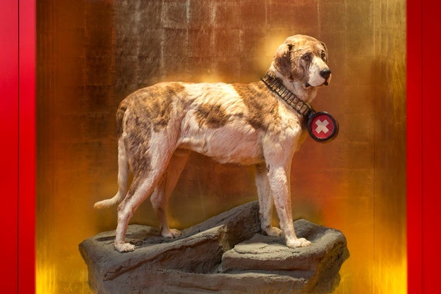 a taxidermy dog