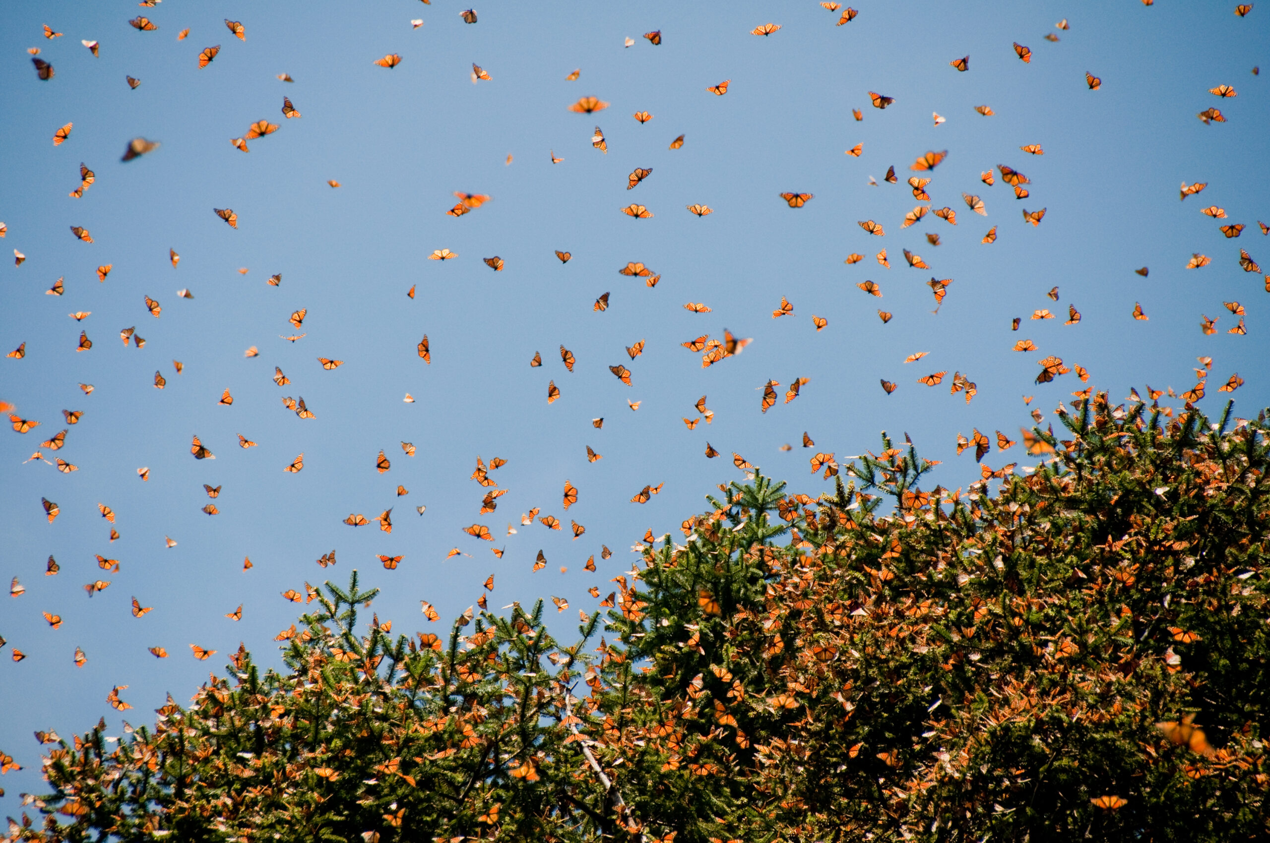Like your grandparents, monarch butterflies are now wintering in Florida
