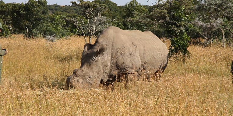 The last male northern white rhino just died, but science could still make him a daddy