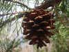 wild pine cone hanging in a tree