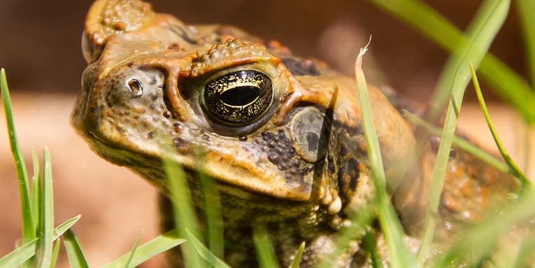 Toads on a python, and five other animals hitching rides on bigger animals