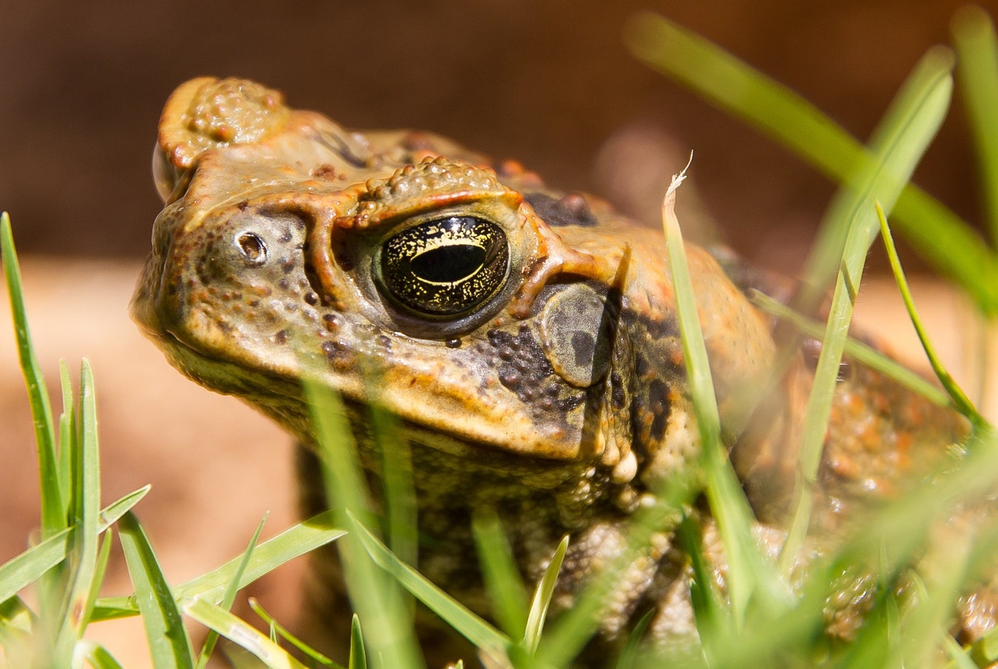 Close-up of a cane toad sitting in grass