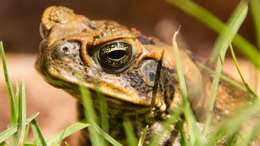 Close-up of a cane toad sitting in grass