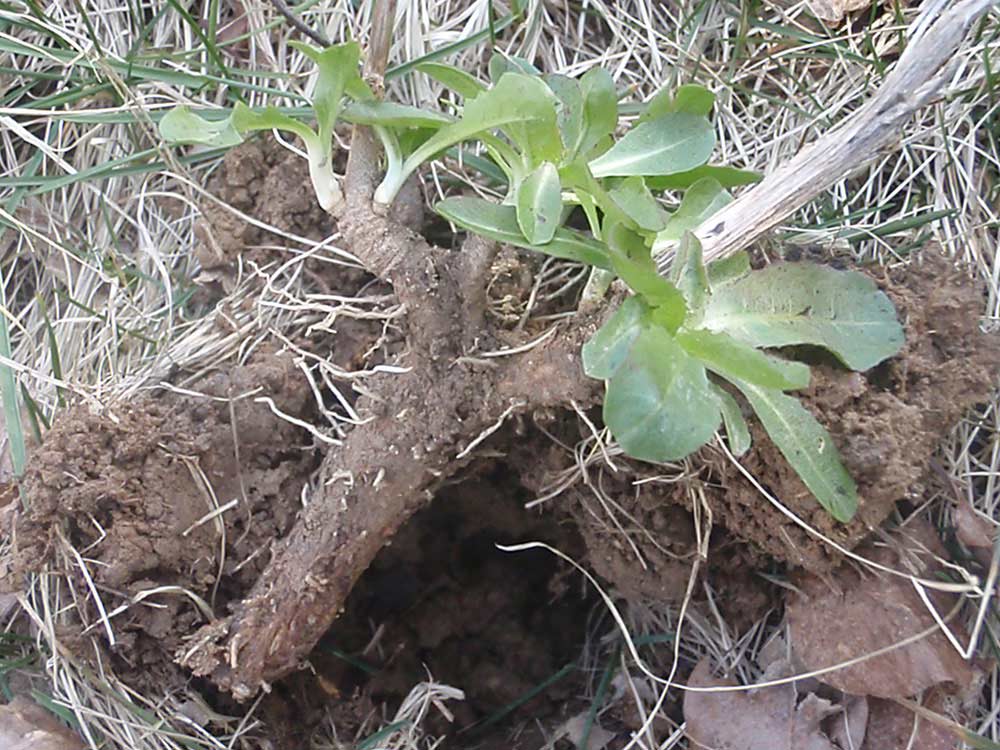 a wild uprooted chicory plant