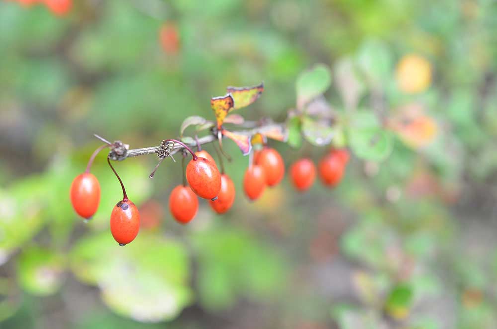 wild barberry on a branch