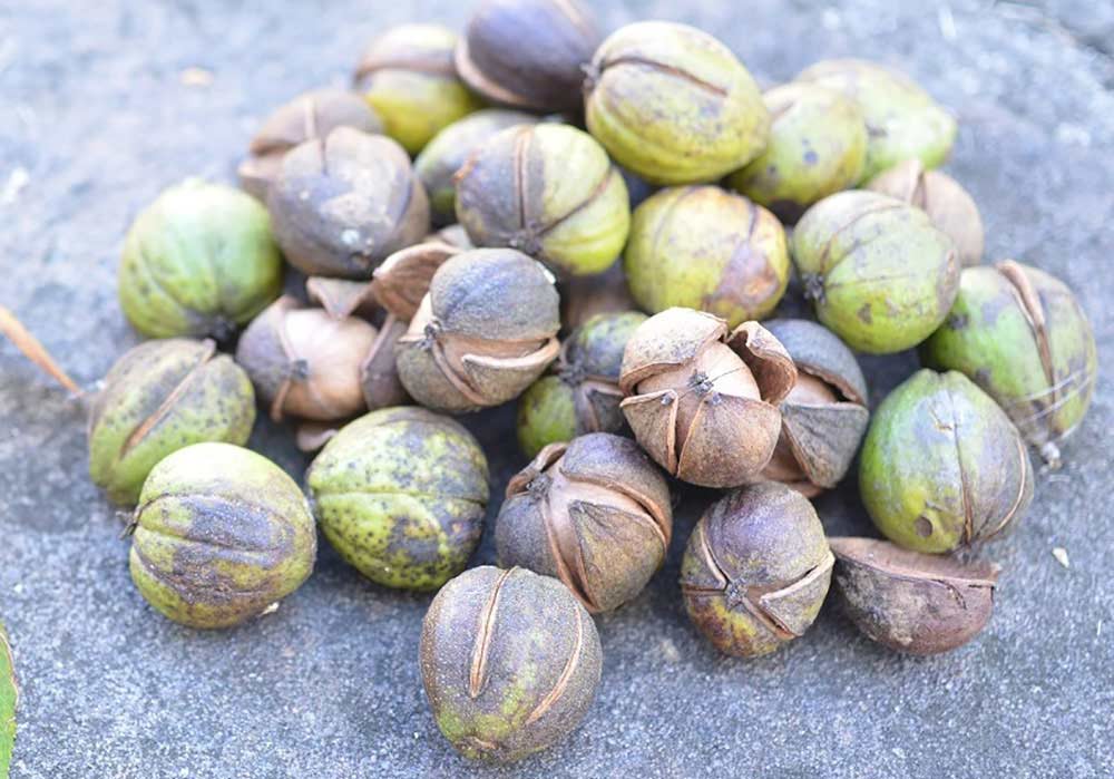 hickory nuts on a rock