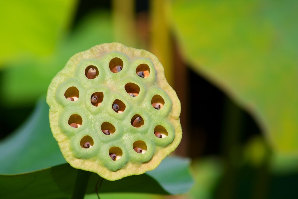 Lotus Pod Holes In Skin