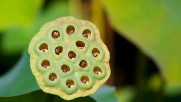 lotus seed pod