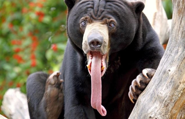 Ranking the Types of Bear Species | Popular Science