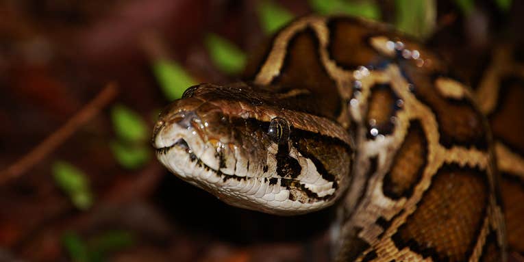 Pythons are invading Florida. Meet the scientists fighting back.