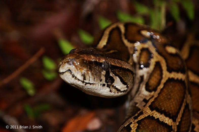 A male python in an ambush posture.