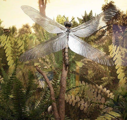 Enlarged, Hyperoxic Dragonflies