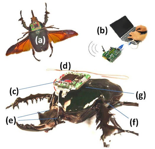Remote-Controlled Cyborg Beetle