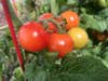 JPEG tomatoes