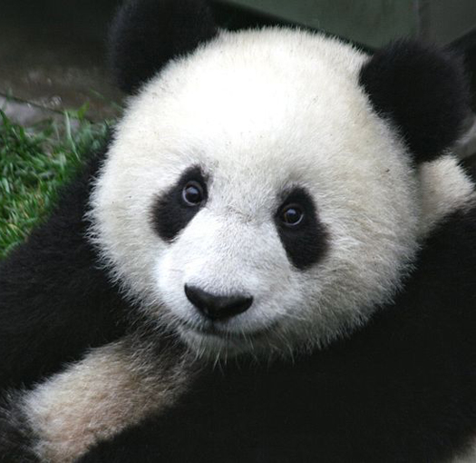 Giant pandas are no longer endangered—but we’re not in the clear