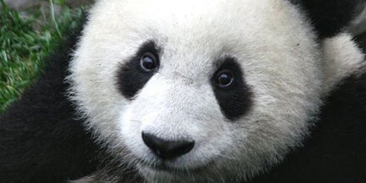 Giant pandas are no longer endangered—but we’re not in the clear