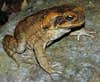 Cane Toads Show Surprisingly Unhealthy Evolution