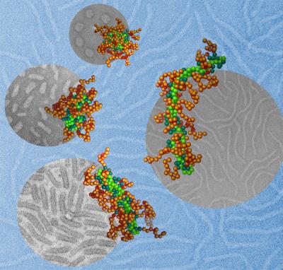 Practically every week, scientists announce a new breakthrough in the ability of nanoparticles to deliver genes, drugs or chemical messengers inside cells. Nanoparticles of different shapes and chemical makeup can track down and target specific cells of a chemist's choosing, and perform a variety of tasks. This image depicts DNA molecules (light green), packaged into nanoparticles by using a polymer with two different segments. One segment is positively charged, which binds the polymer to the DNA. This is shown in teal. The brown portion shows a protective coating on the nanoparticle's surface. By adjusting the solvent surrounding these molecules, researchers at Johns Hopkins and Northwestern universities were able to control the shape of the nanoparticles. The team's animal tests showed that a nanoparticle's shape can dramatically affect how well it delivers gene therapy. This is possible because DNA behaves strangely among nanoscale particles, explained Chad Mirkin of Northwestern. Spherical nucleic acids, one of his <a href="https://www.popsci.com/science/article/2012-07/future-body-lotions-could-soak-genetic-therapy-along-supple-skin/">lab's inventions</a> and an up-and-coming therapeutic technology, allow DNA to do something it otherwise can't: Enter cells. To insert gene fragments into cells, researchers have to trick the cell, which is designed to block invasion. This is frequently done using viruses, but those can have a wide range of side effects. Instead, spherical nucleic acids attach short strands of DNA or RNA to a gold or silver nanoparticle's surface, and the DNA molecules will organize into a spherical shape, Mirkin said. "You arrange a simple molecule in a spherical form, and it naturally enters cells better than anything known to man," he said. "That is a paradigm shifter for how we think about creating new therapeutics--in this case, involving the world's most important molecule, and learning how to arrange it in new forms on the nanoscale."
