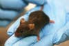 A Mouse Immune to Mouse Poison