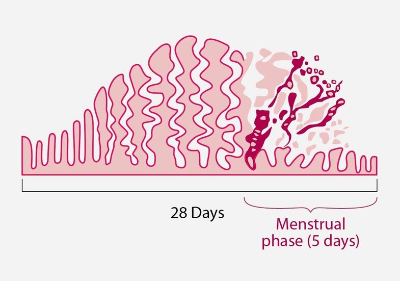 This graphic shows the differing thicknesses in the uterine lining throughout one normal menstrual cycle.