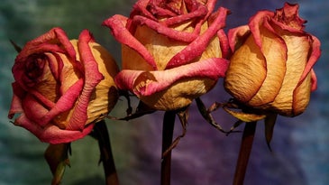 Dried roses and other preserved flowers