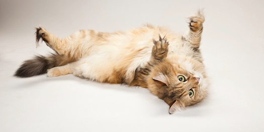 FYI: Can humans get high on catnip?