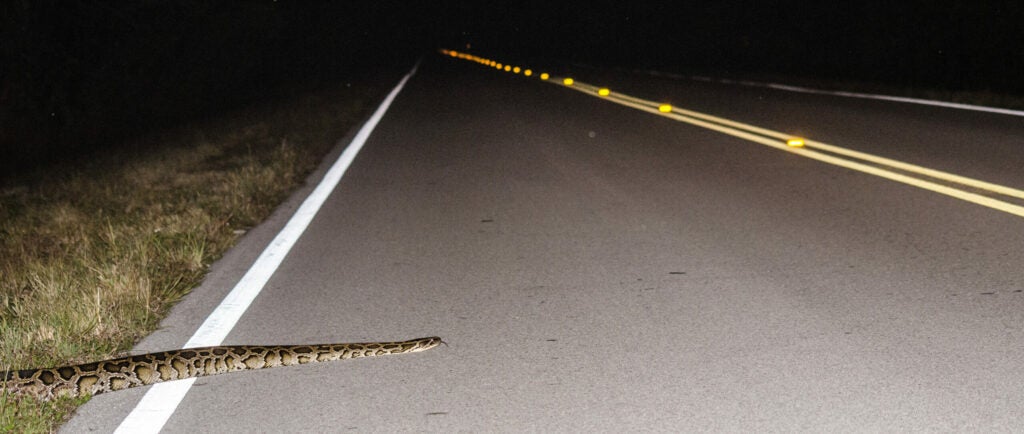 python crossing the road