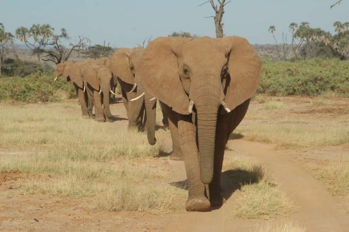 A matriarch leads her family in single file through Samburu National Reserve in Kenya.