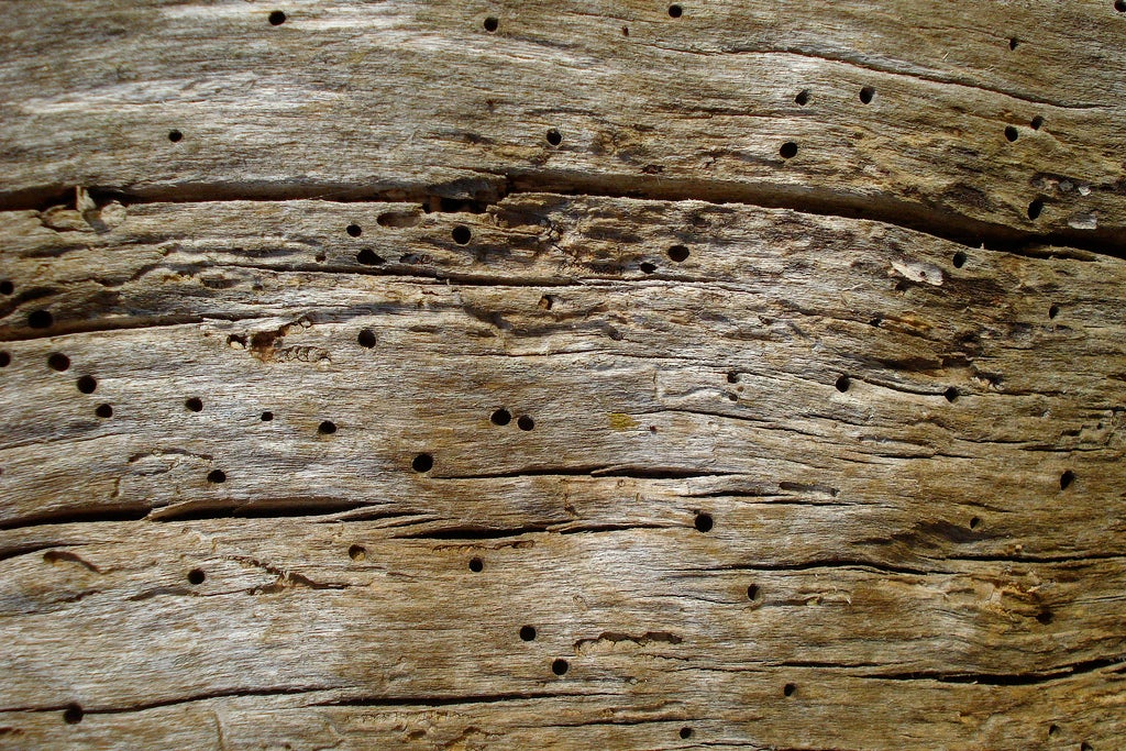 Holes in Wood