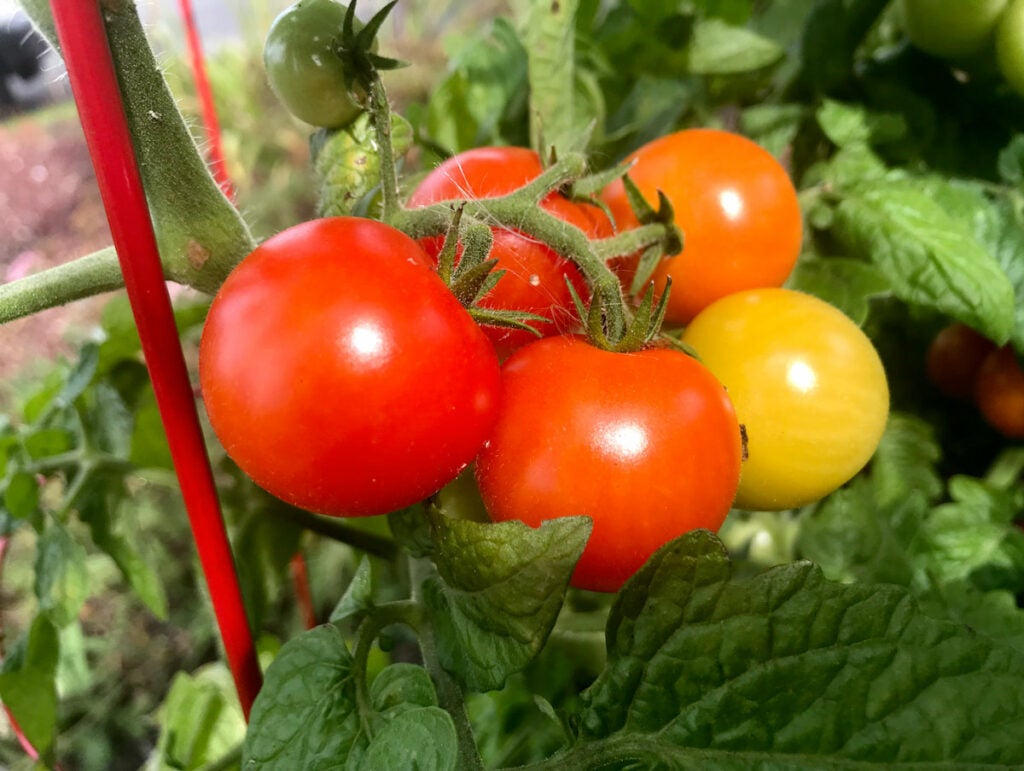 HEIF tomatoes