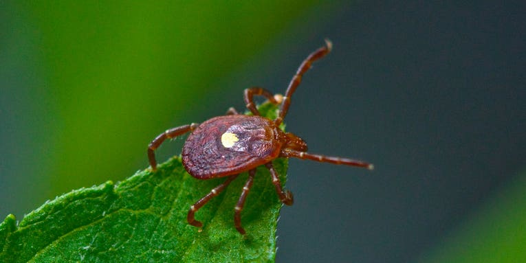 The lone star tick can make you allergic to meat, and that’s not even the worst of it