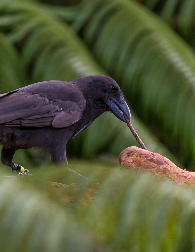 a hawaiian crow forages with a stick