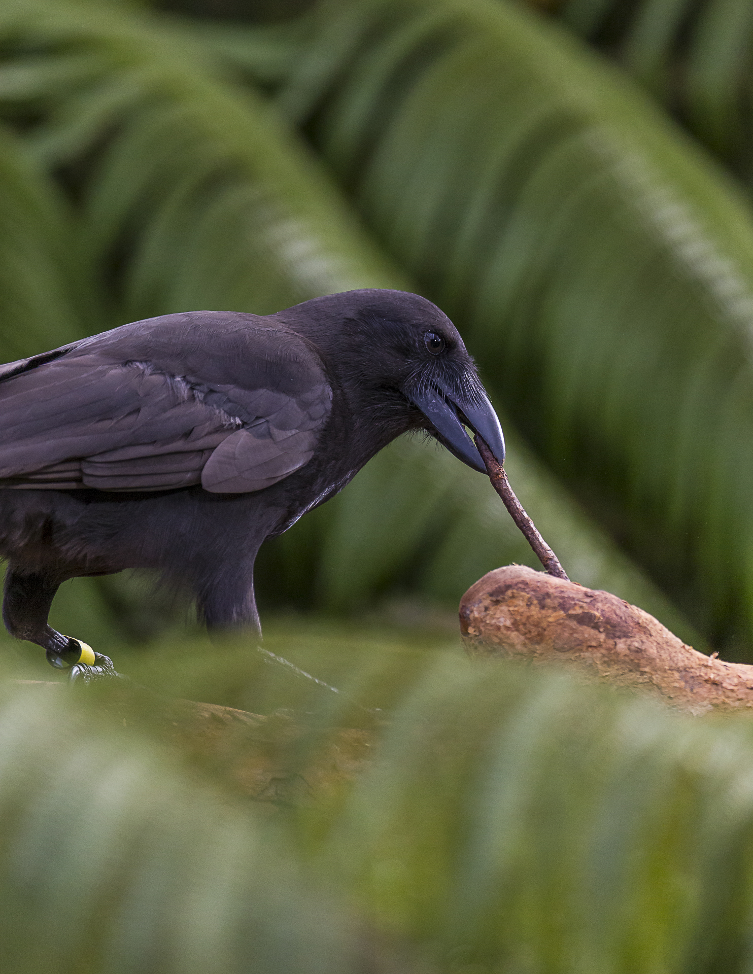 Hawaiian Crows Discovered To Be Handy With Tools