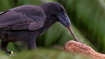 a hawaiian crow forages with a stick