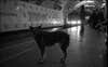 Moscow's Dogs Adapt to Ride the Subway