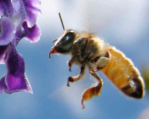 Bees Can Be Trained to Recognize Human Faces